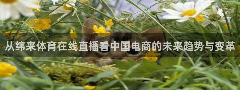 山猫足球直播最新赛程